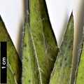 SpeciesSub: var. inermis